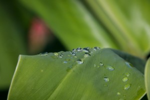 Dew on Leaf   Maui Hawaii 1794